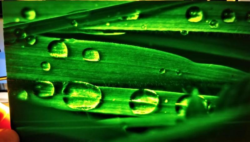 Wet Grass Lithophane