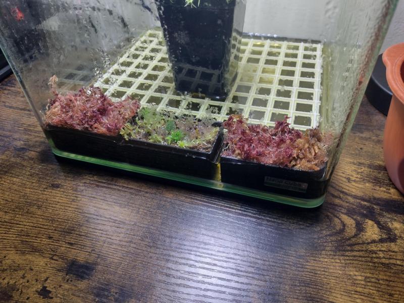 Mini terrarium pot