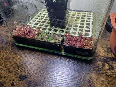 Mini terrarium pot