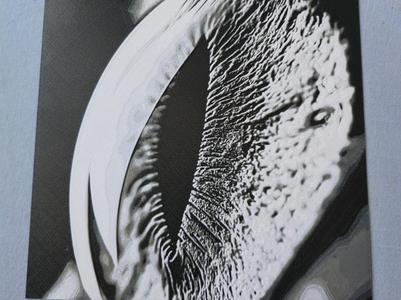 Auge_8