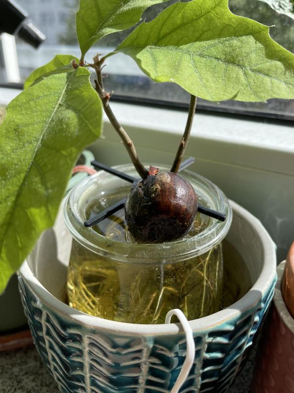 Plant germination helper