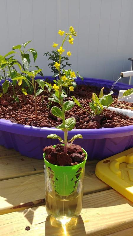 2 Liter Aquaponics System