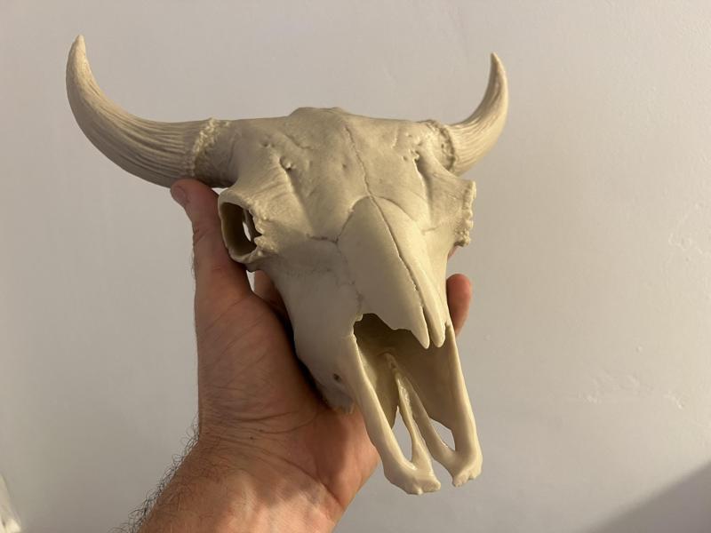Bison Skull