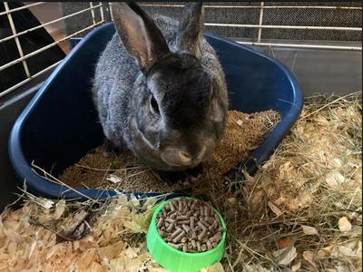 Miska pro malé králíčky