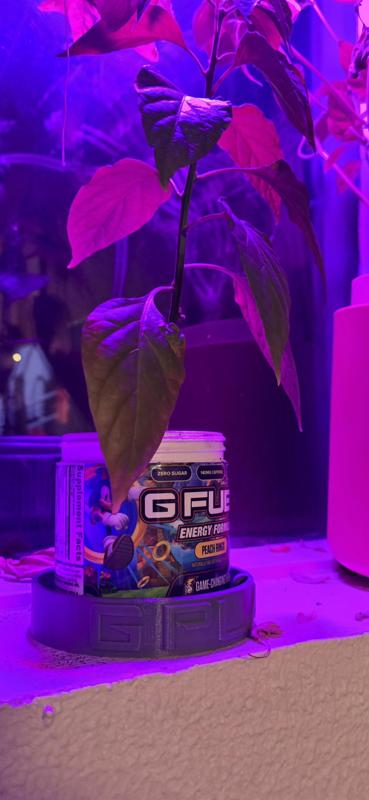G FUEL Plant saucer
