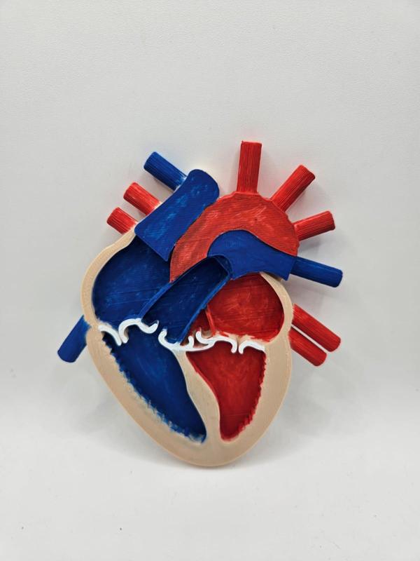 Heart Anatomy
