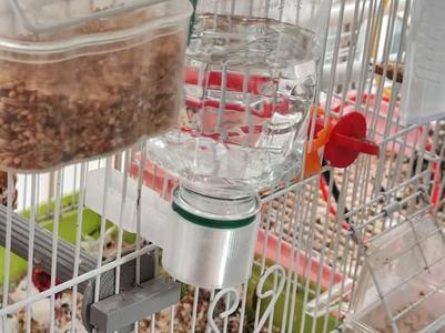 Parrot & Small Bird Automatic Waterer