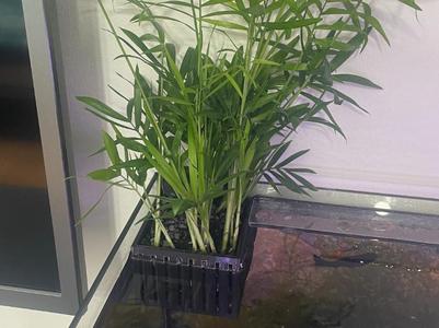 hydroponic aquarium plant basket 