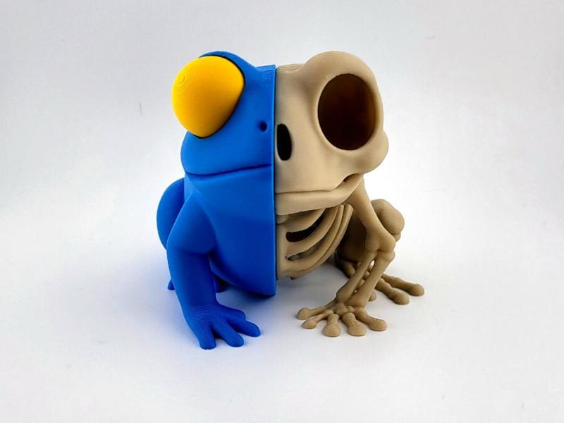 Half Kawaii Frog Half Skeleton Cute Anatomy 3D