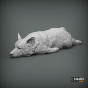 Sleeping Corgi