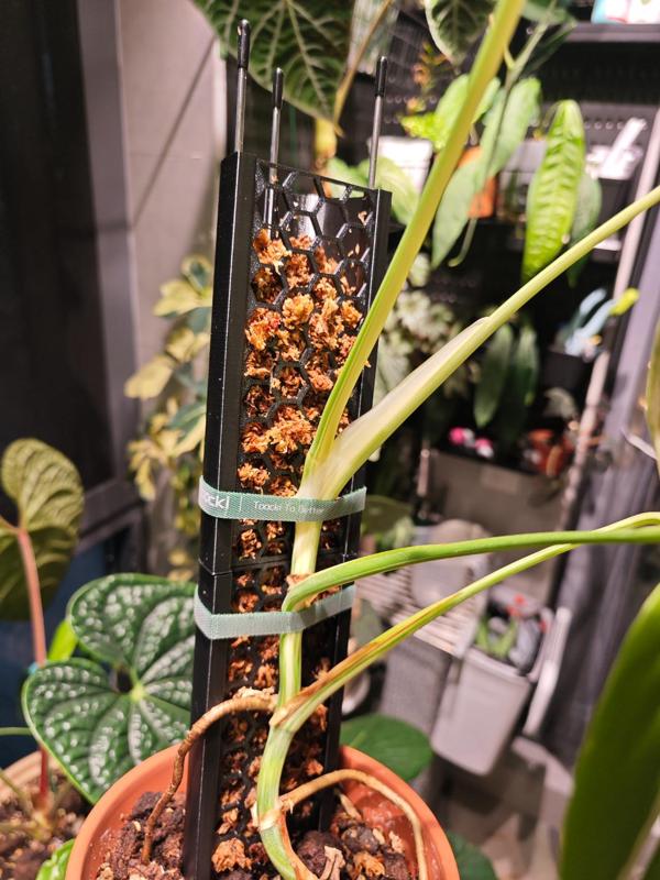 Climbing Plant Moss Pole  Modular & Detachable  Stainless Steel Bars for Secure Fixation Without Root Damage