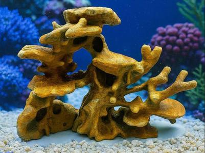 Reef Rock