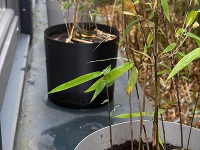 Quick-Print Planter with Self-Watering (225mm)