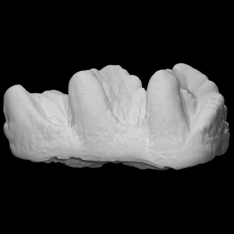 USNM V 10818 Cuvieronius molar