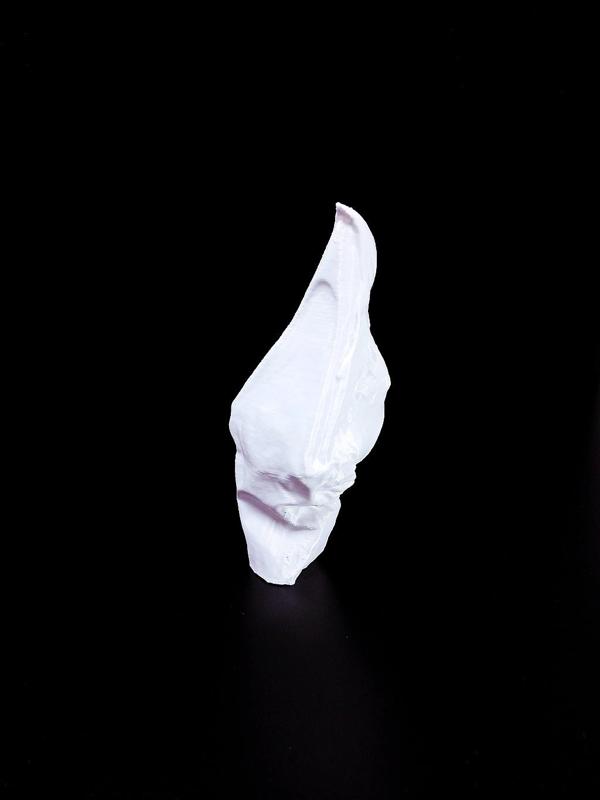 Vulturine Guineafowl head