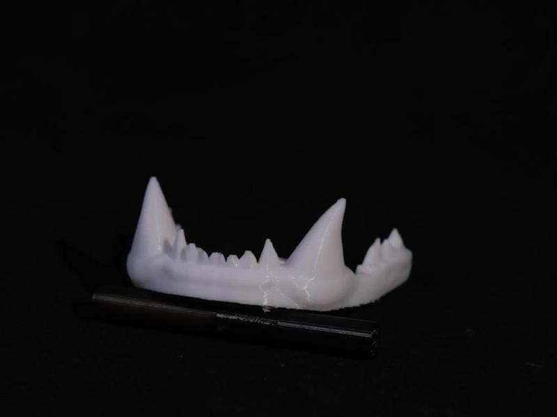 Tiger Tooth - A super cool phone stand, it can also be used as a pen holder.