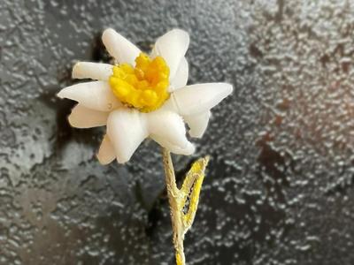 Alpine Edelweiss