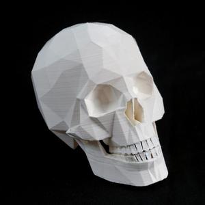 Skull with jaw