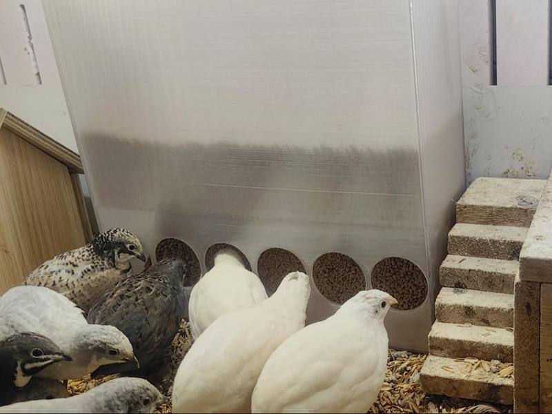 Large Capacity Rooster Feeder