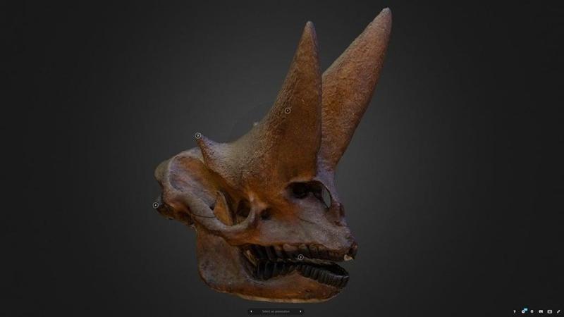 Arsinoitherium Zitteli, the prehistoric Hellboy cow.