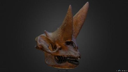 Arsinoitherium Zitteli, the prehistoric Hellboy cow.