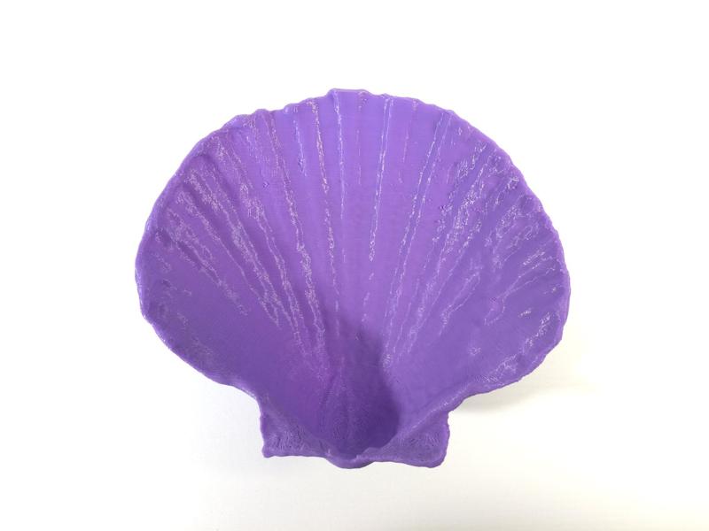 Sea Shell - Digitizer MultiScan