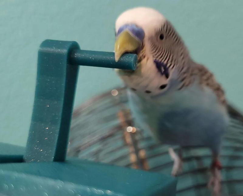Lever Toy - For Pet Budgie   