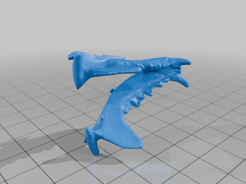 Domestic Ferret Skull