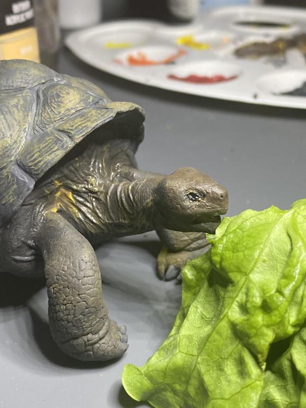 Aldabra giant tortoise