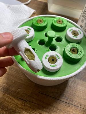 Multi-Bottle Seed Starter for Kratky Hydroponic