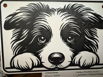 border collie 
