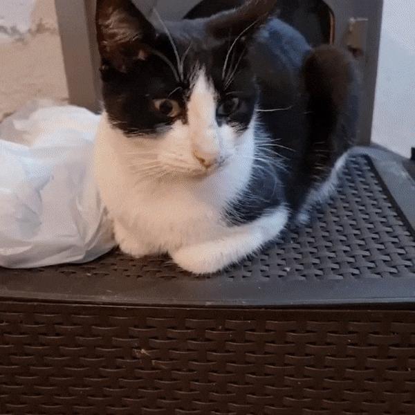 MITXI TOY - LEVEL 1 FREE - Kitten treat dispenser toy