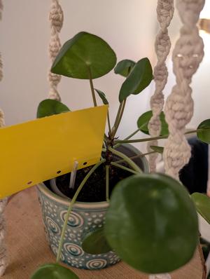 Yellow Sticky Traps Holder