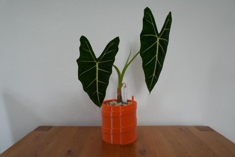 Self watering planter "currently unnamed"