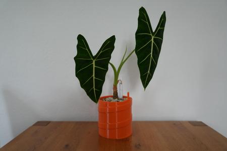 Self watering planter "currently unnamed"