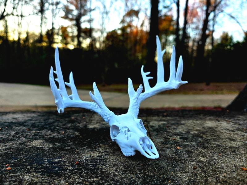 "22" Whitetail Deer Skull