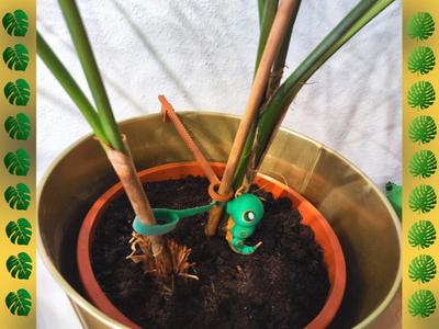 Plant Support (All Pot sizes)