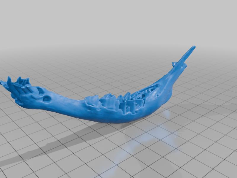 White-Tail Faun Skull