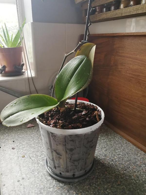 17cm pot for Orchid