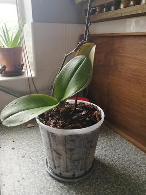 17cm pot for Orchid