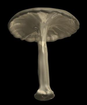 Mushroom
