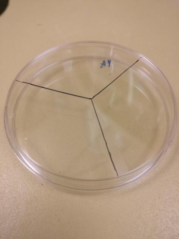 Petri Dish Divider