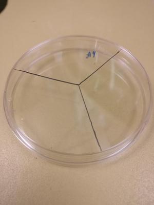 Petri Dish Divider