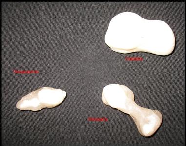Asteroid models - Kleopatra, Castalia, Geographos