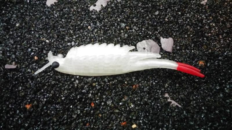 Branchinella Thailandensis female