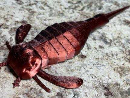 Sea Scorpion, Euripterus remipes