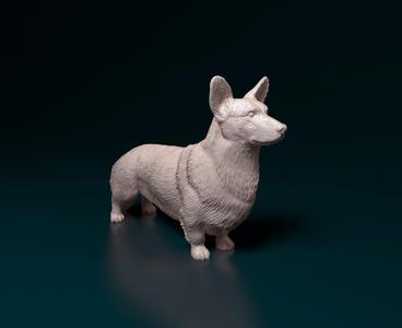 Corgi