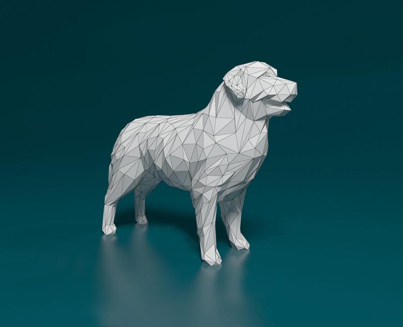 Bovaro del Bernese polygonal