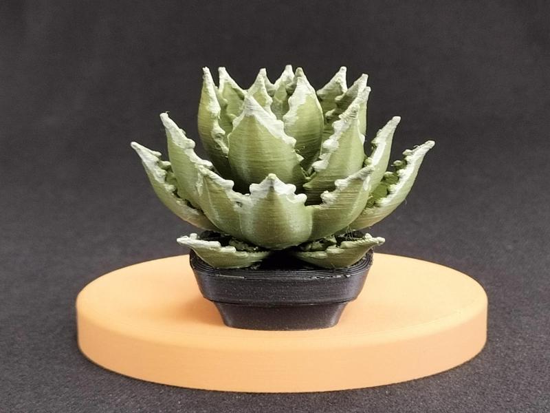 AGI000 Agave Titanota Oteroi