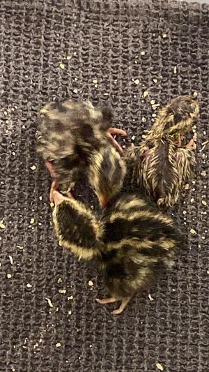 Quail Goodies